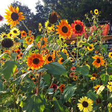Load image into Gallery viewer, Buy Online High Quality Flower Seed Kit, Garden Border Cut Flowers and Beautiful Sunflowers | Buy Rare, And Extraordinary Heirloom Seeds - Seeds to Cherish
