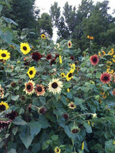 Load image into Gallery viewer, Buy Online High Quality Flower Seed Kit, Garden Border Cut Flowers and Beautiful Sunflowers | Buy Rare, And Extraordinary Heirloom Seeds - Seeds to Cherish
