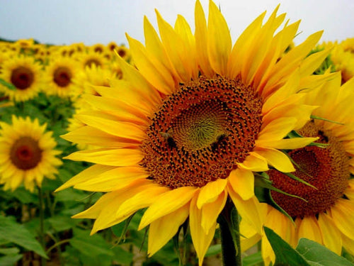 Buy Online High Quality Large Sunflower Seeds | Buy Rare, And Extraordinary Heirloom Seeds - Seeds to Cherish