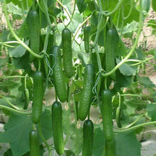 Load image into Gallery viewer, Buy Online High Quality Heirloom Cucumbers, Boston Pickling, Seeds, Organic, Crispy and Delicious | Buy Rare, And Extraordinary Heirloom Seeds - Seeds to Cherish
