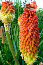 Load image into Gallery viewer, Buy Online High Quality Red Hot Poker Flower Seeds, Torch Lily, Tritoma Uvaria, Kniphofia Aloides, Zones 5-10, Drought Tolerant | Buy Rare, And Extraordinary Heirloom Seeds - Seeds to Cherish
