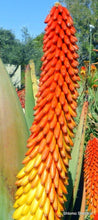 Load image into Gallery viewer, Buy Online High Quality Red Hot Poker Flower Seeds, Torch Lily, Tritoma Uvaria, Kniphofia Aloides, Zones 5-10, Drought Tolerant | Buy Rare, And Extraordinary Heirloom Seeds - Seeds to Cherish
