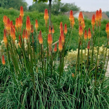 Load image into Gallery viewer, Buy Online High Quality Red Hot Poker Flower Seeds, Torch Lily, Tritoma Uvaria, Kniphofia Aloides, Zones 5-10, Drought Tolerant | Buy Rare, And Extraordinary Heirloom Seeds - Seeds to Cherish
