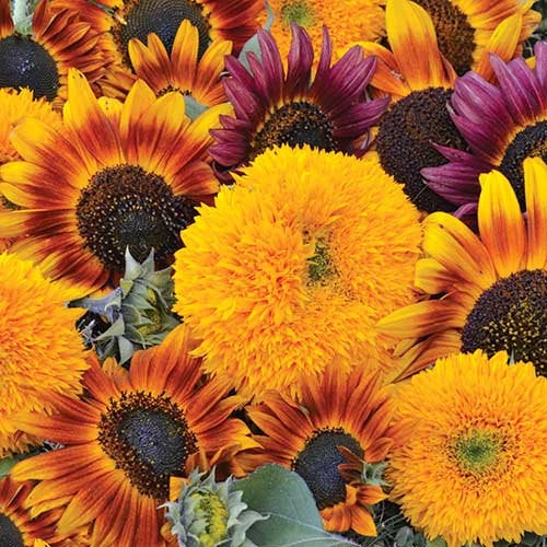 Buy Online High Quality Sunflower Seed Mixture, | Buy Rare, And Extraordinary Heirloom Seeds - Seeds to Cherish