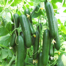 Load image into Gallery viewer, Buy Online High Quality 20 Heirloom Vegetable Seed Kit, Variety Pack, | Buy Rare, And Extraordinary Heirloom Seeds - Seeds to Cherish

