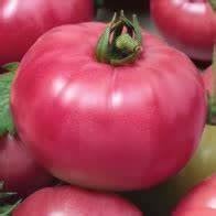 Load image into Gallery viewer, Buy Online High Quality 20 Heirloom Vegetable Seed Kit, Variety Pack, | Buy Rare, And Extraordinary Heirloom Seeds - Seeds to Cherish
