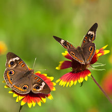 Load image into Gallery viewer, Buy Online High Quality Heirloom Indian Blanket, Gillardia Flower Seeds, | Buy Rare, And Extraordinary Heirloom Seeds - Seeds to Cherish
