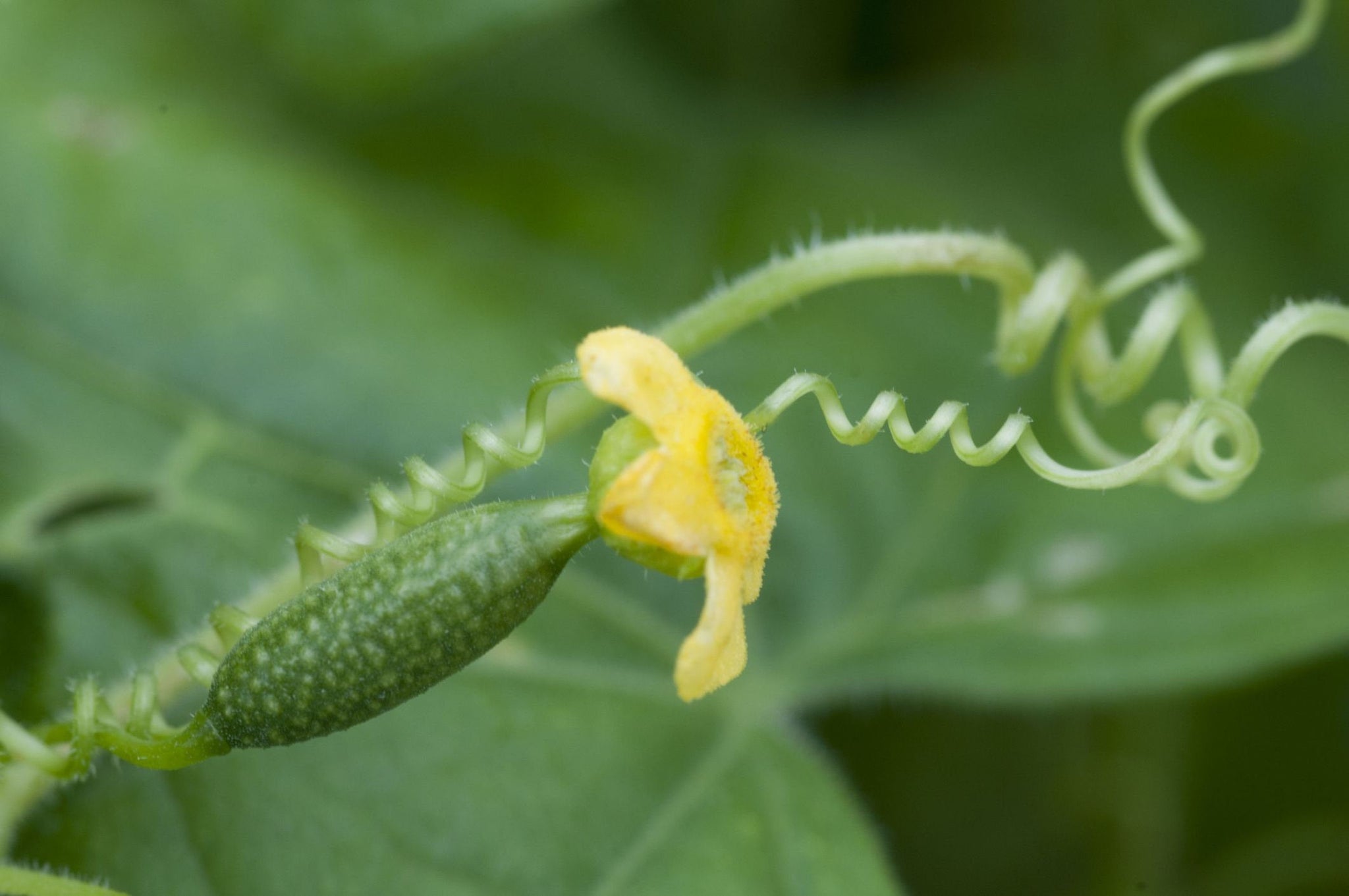 Mexican Sour Gherkin (Cucamelon) Cucumber Seeds - Heirloom – Hometown Seeds