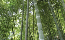 Load image into Gallery viewer, Buy Online High Quality 25 Bamboo Moso Seeds Phyllostachys Pubescens Landscape Screens bamboo poles | Buy Rare, And Extraordinary Heirloom Seeds - Seeds to Cherish
