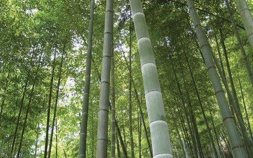 Buy Online High Quality 25 Bamboo Moso Seeds Phyllostachys Pubescens Landscape Screens bamboo poles | Buy Rare, And Extraordinary Heirloom Seeds - Seeds to Cherish