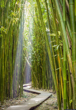 Load image into Gallery viewer, Buy Online High Quality 25 Bamboo Moso Seeds Phyllostachys Pubescens Landscape Screens bamboo poles | Buy Rare, And Extraordinary Heirloom Seeds - Seeds to Cherish
