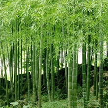 Load image into Gallery viewer, Buy Online High Quality 25 Bamboo Moso Seeds Phyllostachys Pubescens Landscape Screens bamboo poles | Buy Rare, And Extraordinary Heirloom Seeds - Seeds to Cherish
