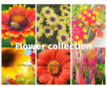 Load image into Gallery viewer, Buy Online High Quality Flower Seed Kit, Garden Border Cut Flowers and Beautiful Sunflowers | Buy Rare, And Extraordinary Heirloom Seeds - Seeds to Cherish
