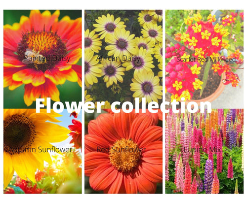 Buy Online High Quality Flower Seed Kit, Garden Border Cut Flowers and Beautiful Sunflowers | Buy Rare, And Extraordinary Heirloom Seeds - Seeds to Cherish