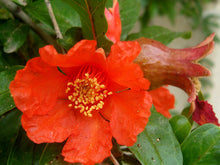 Load image into Gallery viewer, Buy Online High Quality 15 Pomegranate Tree Seeds, Punica Granatum, Flowering Tree | Buy Rare, And Extraordinary Heirloom Seeds - Seeds to Cherish

