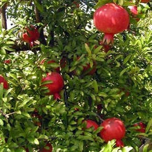 Load image into Gallery viewer, Buy Online High Quality 15 Pomegranate Tree Seeds, Punica Granatum, Flowering Tree | Buy Rare, And Extraordinary Heirloom Seeds - Seeds to Cherish
