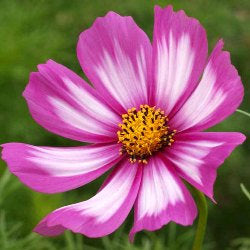 Buy Online High Quality Cosmos Seeds, Pink, Purple, Flower Seeds, Easy to Grow, Reseeds Itself | Buy Rare, And Extraordinary Heirloom Seeds - Seeds to Cherish