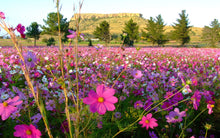 Load image into Gallery viewer, Buy Online High Quality Cosmos Seeds, Pink, Purple, Flower Seeds, | Buy Rare, And Extraordinary Heirloom Seeds - Seeds to Cherish
