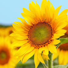 Load image into Gallery viewer, Buy Online High Quality Large Sunflower Seeds | Buy Rare, And Extraordinary Heirloom Seeds - Seeds to Cherish
