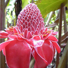 Load image into Gallery viewer, Buy Online High Quality Tropical Ginger Flower Seeds, Etlingera Elatior, Cut Flower, Tropical Hawaiian, Ginger Lily | Buy Rare, And Extraordinary Heirloom Seeds - Seeds to Cherish
