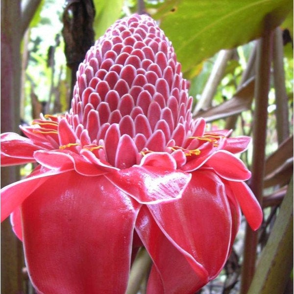 Buy Online High Quality Tropical Ginger Flower Seeds, Etlingera Elatior, Cut Flower, Tropical Hawaiian, Ginger Lily | Buy Rare, And Extraordinary Heirloom Seeds - Seeds to Cherish