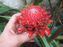 Load image into Gallery viewer, Buy Online High Quality Tropical Ginger Flower Seeds, Etlingera Elatior, Cut Flower, Tropical Hawaiian, Ginger Lily | Buy Rare, And Extraordinary Heirloom Seeds - Seeds to Cherish
