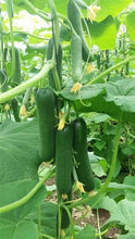 Load image into Gallery viewer, Buy Online High Quality Heirloom Cucumbers, Boston Pickling, Seeds, Organic, Crispy and Delicious | Buy Rare, And Extraordinary Heirloom Seeds - Seeds to Cherish
