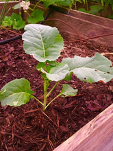 Load image into Gallery viewer, Buy Online High Quality Heirloom Broccoli Seeds, Calabrese | Buy Rare, And Extraordinary Heirloom Seeds - Seeds to Cherish
