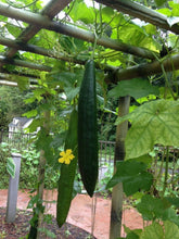 Load image into Gallery viewer, Buy Online High Quality 20 Loofah Sponge Gourd Seeds, Luffa, Heirloom,  Organic, Non Gmo, USA | Buy Rare, And Extraordinary Heirloom Seeds - Seeds to Cherish
