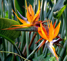 Load image into Gallery viewer, Buy Online High Quality Birds of Paradise Seeds, Orange, Tropical Flower | Buy Rare, And Extraordinary Heirloom Seeds - Seeds to Cherish
