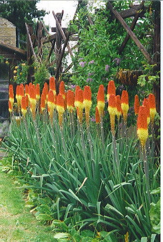 Buy Online High Quality Red Hot Poker Flower Seeds, Torch Lily, Tritoma Uvaria, Kniphofia Aloides, Zones 5-10, Drought Tolerant | Buy Rare, And Extraordinary Heirloom Seeds - Seeds to Cherish