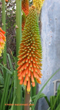 Load image into Gallery viewer, Buy Online High Quality Red Hot Poker Flower Seeds, Torch Lily, Tritoma Uvaria, Kniphofia Aloides, Zones 5-10, Drought Tolerant | Buy Rare, And Extraordinary Heirloom Seeds - Seeds to Cherish
