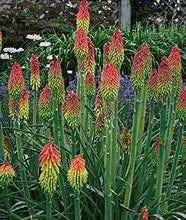 Load image into Gallery viewer, Buy Online High Quality Red Hot Poker Flower Seeds, Torch Lily, Tritoma Uvaria, Kniphofia Aloides, Zones 5-10, Drought Tolerant | Buy Rare, And Extraordinary Heirloom Seeds - Seeds to Cherish
