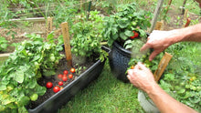 Load image into Gallery viewer, Buy Online High Quality Heirloom Dwarf Tiny Tim Tomato Seeds, | Buy Rare, And Extraordinary Heirloom Seeds - Seeds to Cherish
