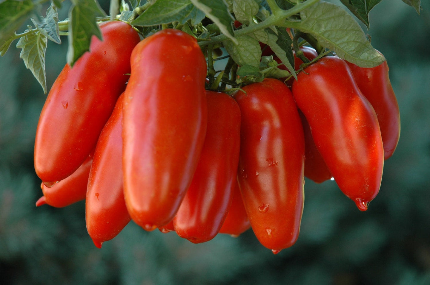 Buy Online High Quality Heirloom San Marzano Tomato Seeds, Organic, An Old Italian Tomato, | Buy Rare, And Extraordinary Heirloom Seeds - Seeds to Cherish