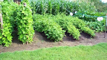 Load image into Gallery viewer, Buy Online High Quality 20 Heirloom Vegetable Seed Kit, Variety Pack, | Buy Rare, And Extraordinary Heirloom Seeds - Seeds to Cherish
