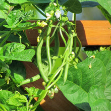 Load image into Gallery viewer, Buy Online High Quality Heirloom Blue Lake Pole Bean Seeds | Buy Rare, And Extraordinary Heirloom Seeds - Seeds to Cherish
