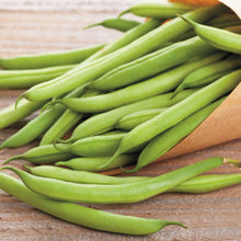 Load image into Gallery viewer, Buy Online High Quality Heirloom Blue Lake Pole Bean Seeds | Buy Rare, And Extraordinary Heirloom Seeds - Seeds to Cherish
