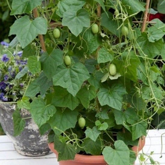 Mexican Sour Gherkin (Cucamelon) Cucumber Seeds - Heirloom – Hometown Seeds