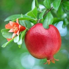 Buy Online High Quality 15 Pomegranate Tree Seeds, Punica Granatum, Flowering Tree | Buy Rare, And Extraordinary Heirloom Seeds - Seeds to Cherish