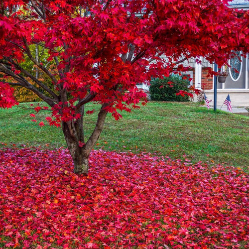 Buy Online High Quality Sugar Maple Tree Seeds, Acer Rubrum, Red Maple, Scarlet Maple | Buy Rare, And Extraordinary Heirloom Seeds - Seeds to Cherish
