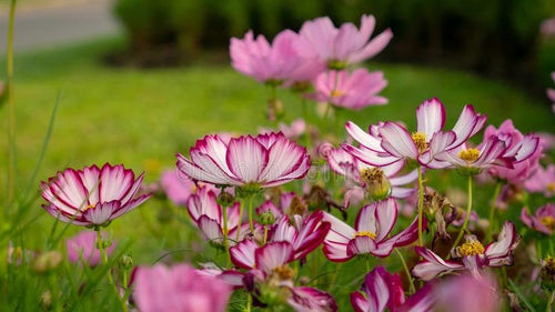 Buy Online High Quality Cosmos Seeds, Pink, Purple, Flower Seeds, | Buy Rare, And Extraordinary Heirloom Seeds - Seeds to Cherish