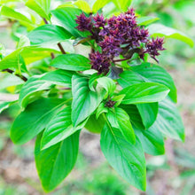 Load image into Gallery viewer, Buy Online High Quality Cinnamon Basil Herb Seeds, Heirloom | Buy Rare, And Extraordinary Heirloom Seeds - Seeds to Cherish
