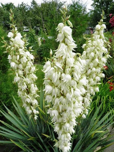 Buy Online High Quality Yucca Adams Needle Filamentosa Seeds, Perennial | Buy Rare, And Extraordinary Heirloom Seeds - Seeds to Cherish