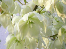 Load image into Gallery viewer, Buy Online High Quality Yucca Adams Needle Filamentosa Seeds, Perennial | Buy Rare, And Extraordinary Heirloom Seeds - Seeds to Cherish
