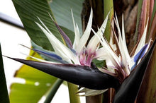 Load image into Gallery viewer, Buy Online High Quality 20 White Bird of Paradise Seeds, Strelitzia Nicolai, Beautiful Long Lasting Flower, Indoor, Outdoor | Buy Rare, And Extraordinary Heirloom Seeds - Seeds to Cherish
