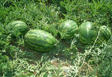 Load image into Gallery viewer, Buy Online High Quality Heirloom Sweet Watermelon Seeds - Crimson Sweet Organic and Non Gmo Red and Juicy Sweet | Buy Rare, And Extraordinary Heirloom Seeds - Seeds to Cherish
