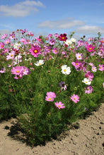 Load image into Gallery viewer, Buy Online High Quality Tall Cosmos Mix Flower Seeds, Pink, White, Maroon | Buy Rare, And Extraordinary Heirloom Seeds - Seeds to Cherish
