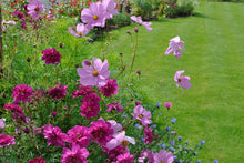 Load image into Gallery viewer, Buy Online High Quality Tall Cosmos Mix Flower Seeds, Pink, White, Maroon | Buy Rare, And Extraordinary Heirloom Seeds - Seeds to Cherish
