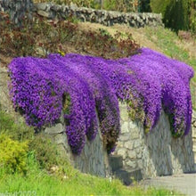 Load image into Gallery viewer, Buy Online High Quality Ground Cover Rockcress Purple Flower Seeds Aubrieta Deltoidia | Buy Rare, And Extraordinary Heirloom Seeds - Seeds to Cherish
